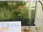 0203狸②11.JPG