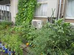 0816豪雨①1.JPG