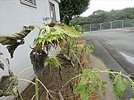 雨が続きます