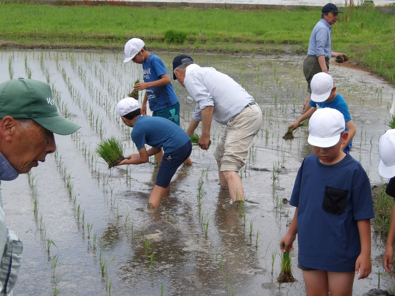 5年生 田植えにチャレンジ!