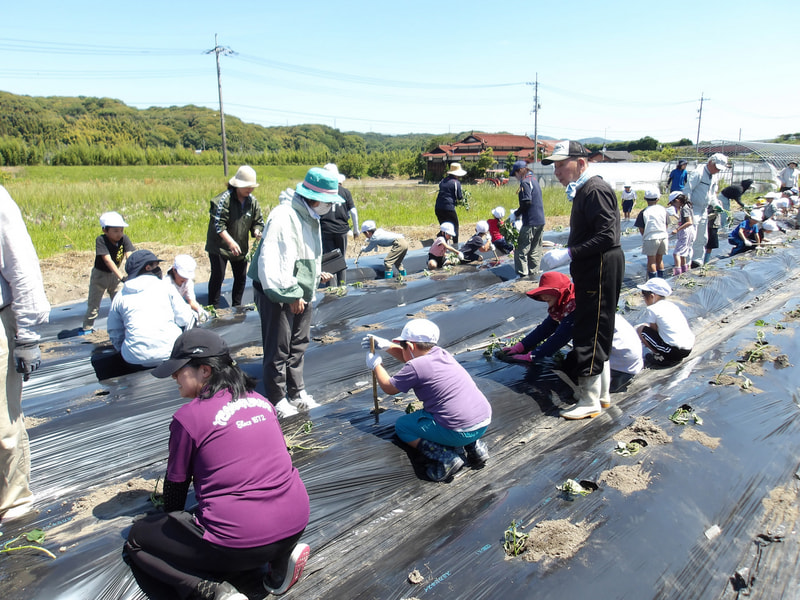1・2年 さつまいもの苗植え