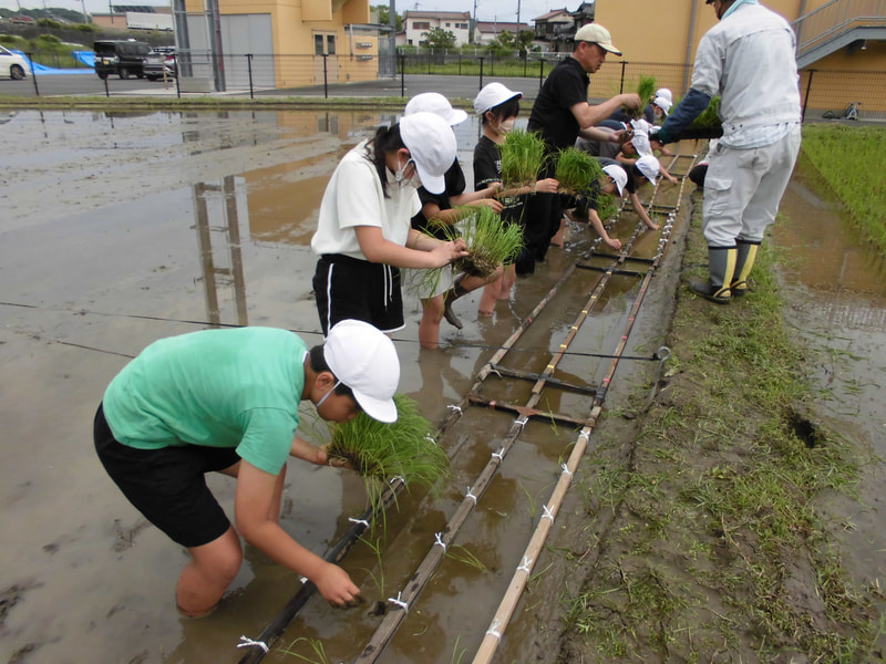 5年生 田植え体験