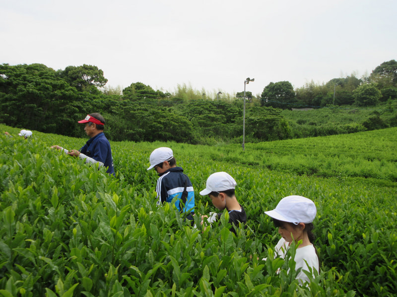 3年生 茶摘み体験!