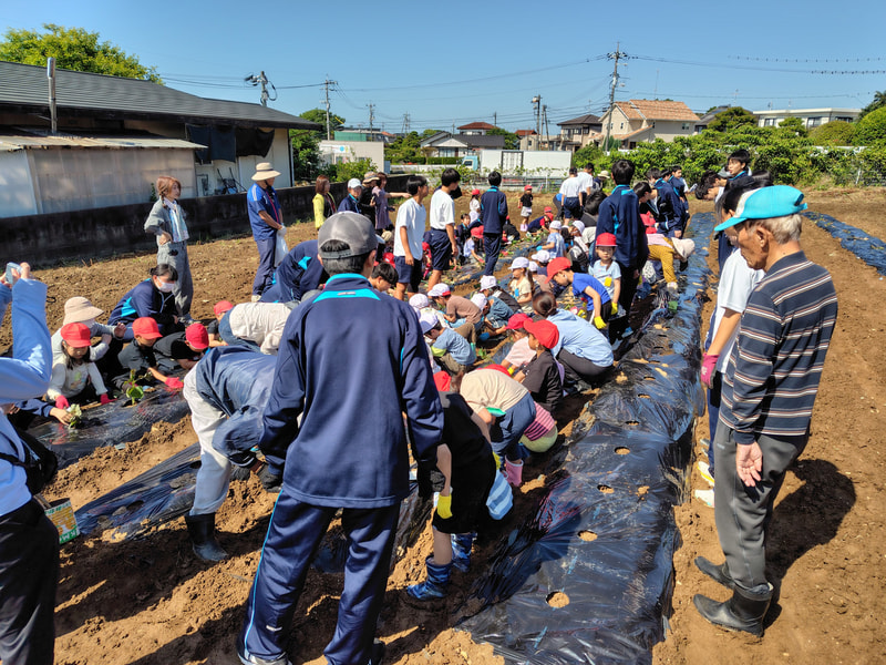 イモの苗植え(1年生)