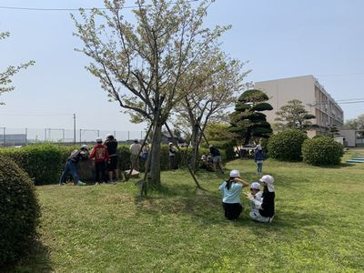 春の植物の観察