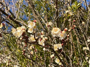 2022-02-28 ume02.JPG