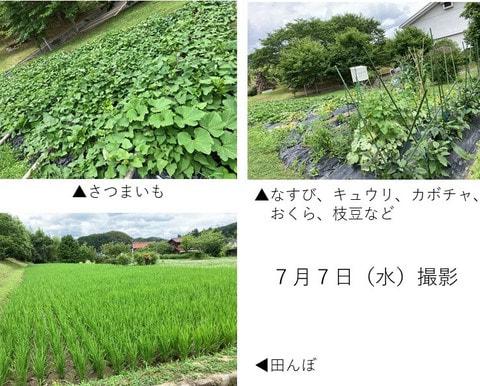tanbo_hatake_20210707.jpg