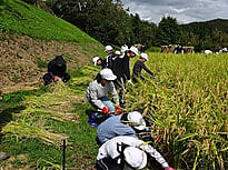 稲刈りをしました!5年生は米作り学習も!
