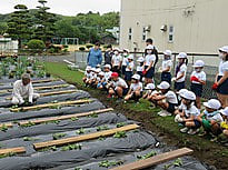 ~収穫が待ち遠しい~サツマイモの苗植え付け