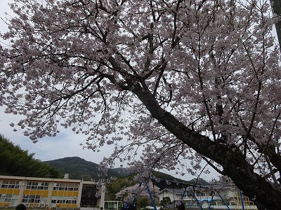 校庭の桜の木 伐採