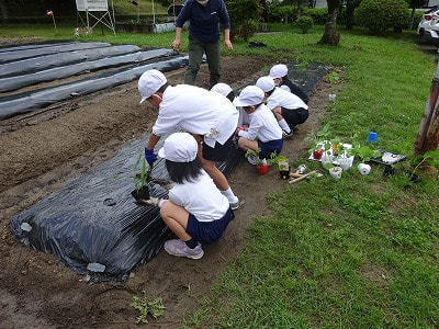 野菜の苗を植えました!