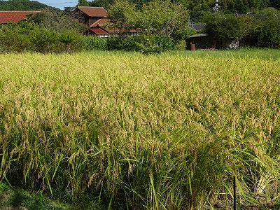 秋の収穫〝稲刈り〟
