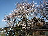 校庭の花を!