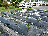 野菜の苗を植えました!