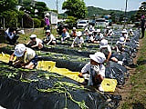 さつまいもの苗植えを行いました!