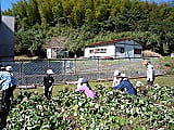 いものツルとり(1・2年生)を午前中に!