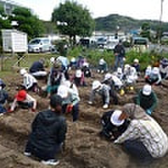 サツマイモ、大収穫!!