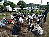 サツマイモ、大収穫!!