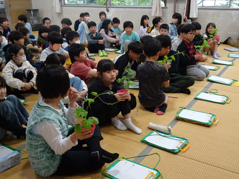 4年生 緑のカーテンに挑戦