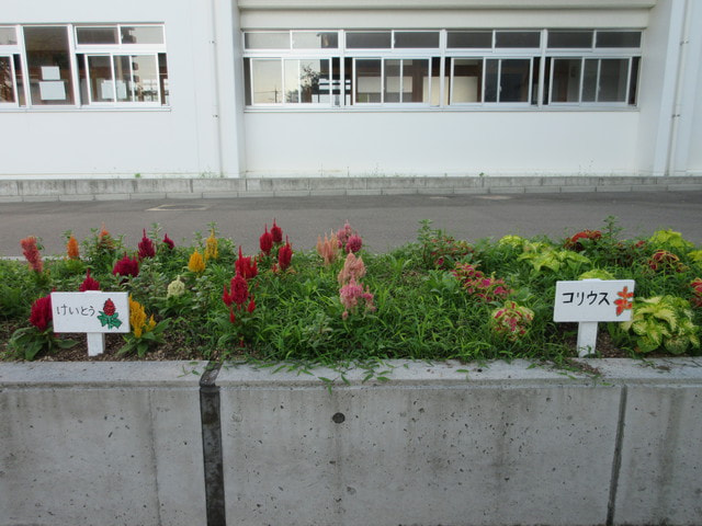 花②.JPG