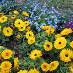 地域の皆様にお知らせ「夏花壇の植え付けについて」 【無事終了しました】