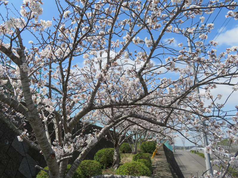 4月2日(水) 春の訪れを感じます