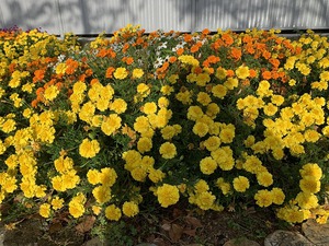 IMG_4081.jpg