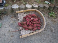 IMG_6673.jpgのサムネール画像