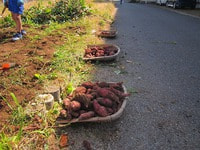 IMG_6683.jpgのサムネール画像