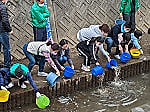 鯉の放流・水辺の教室~塩田川をきれいに~