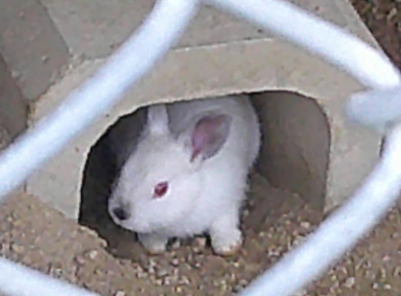 ウサギの赤ちゃんが生まれました。
