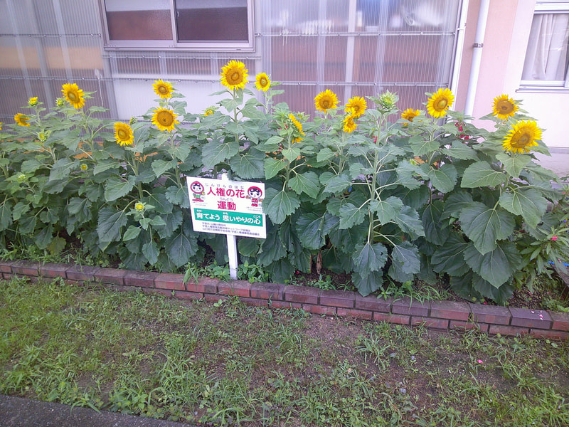 人権の花が咲きました。