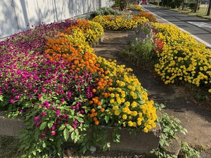 秋を彩る南門の花壇(5,6年生、園芸委員会)