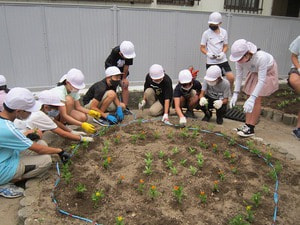 花の苗植え(5,6年生)