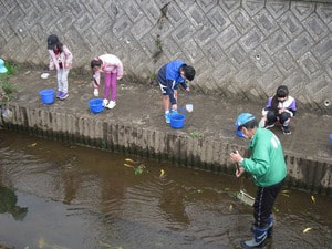 鯉の放流