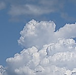 梅雨明けとアサガオ