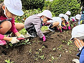 大きいイモが、とれたよ~1年生芋ほり~