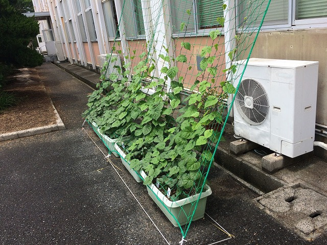 6/7 緑のカーテンが伸び始めました