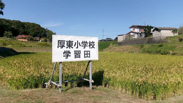 稲刈り