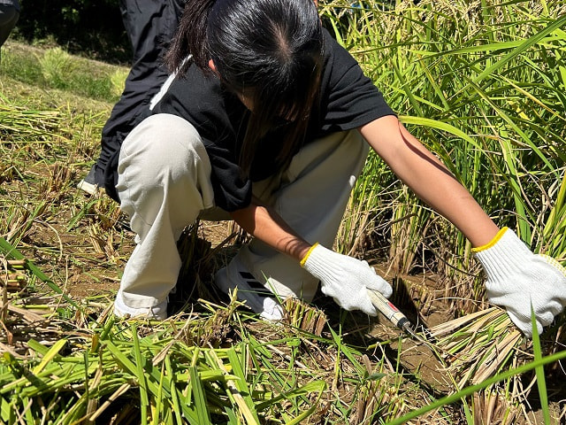 学習田の稲刈り