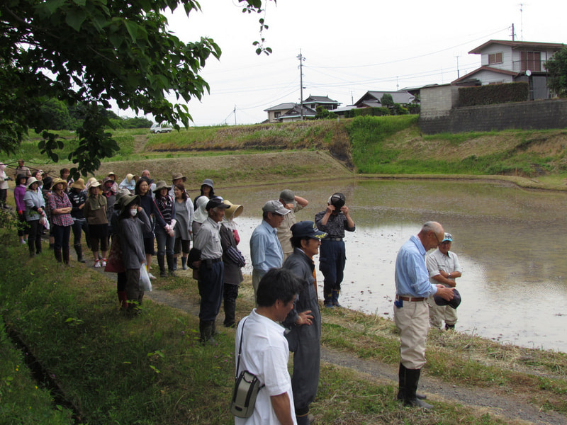 田植え