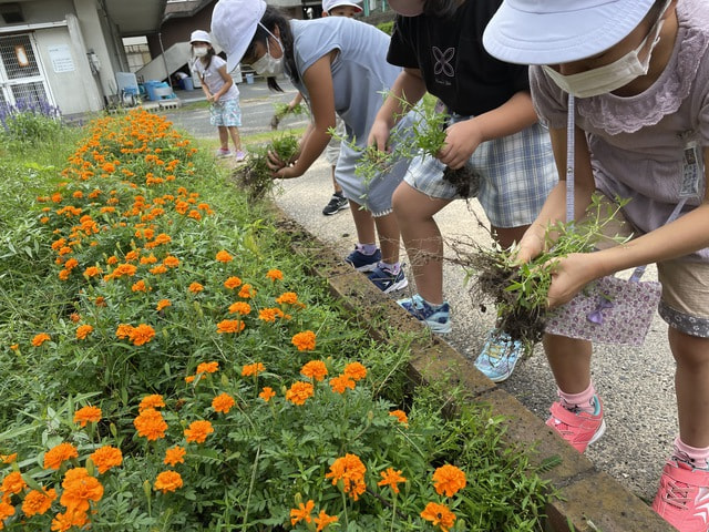 2年除草１.JPG