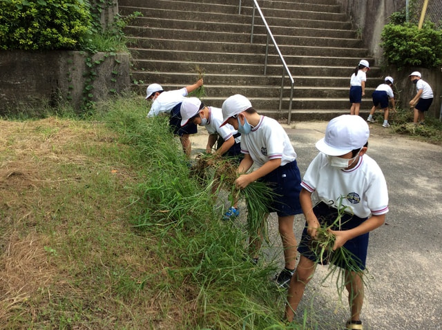 2年除草３.JPG