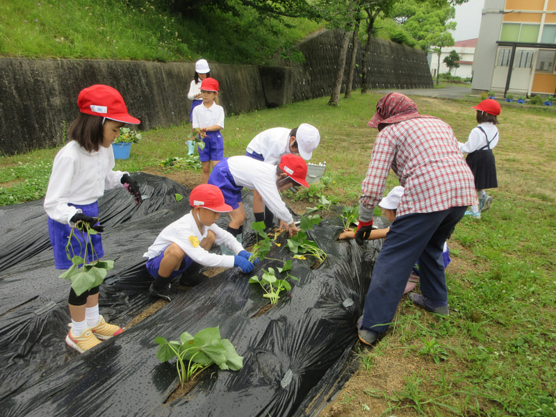6月12日(木) さつまいもの苗を植えました!!《1・2年生》