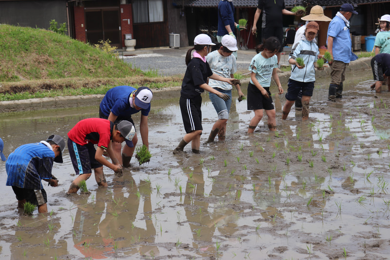6月6日(木) 田植え体験
