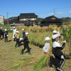 10月10日(木) 稲刈り体験