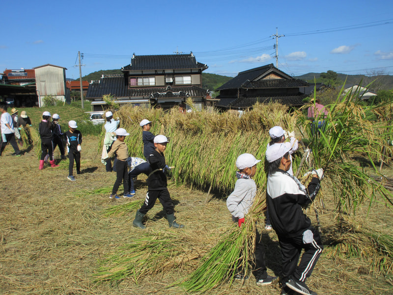 10月10日(木) 稲刈り体験