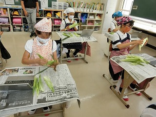 5.6年 とうもろこしを観察しよう