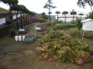 全校 花壇の花抜き