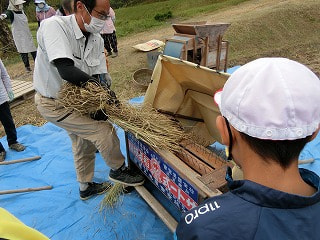 昔の道具を使って脱穀をしました。